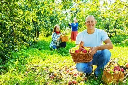 Man picking apples in drug alcohol remission philadelphia