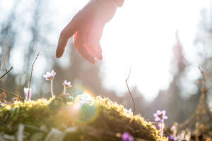 a woman reaches down to pick a wildflower