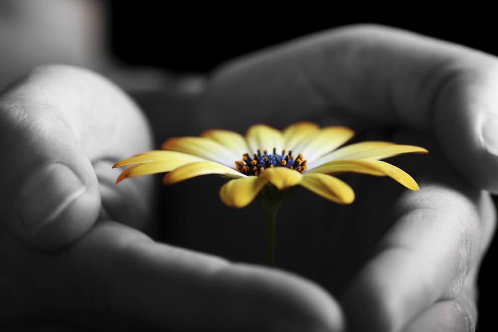 a person holds a flower to represent vulnerability and recovery